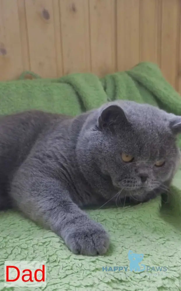 Larik British Shorthair male blue live animals