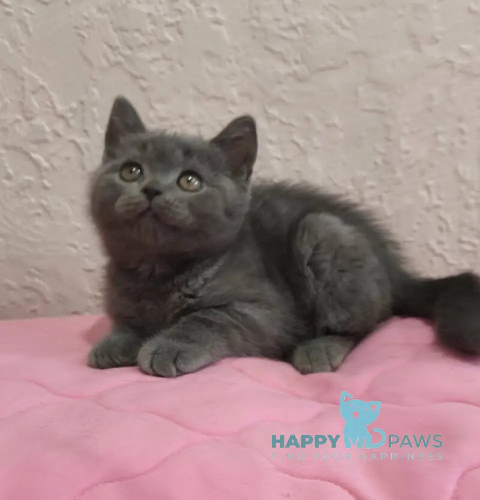 Larik British Shorthair male blue live animals