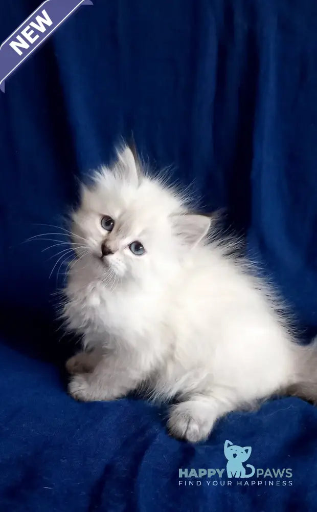 Larion Siberian male seal tabby pointed live animals