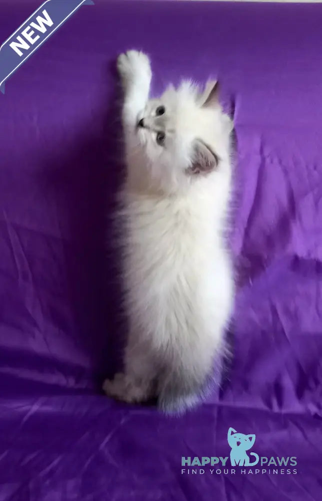 Larion Siberian male seal tabby pointed live animals