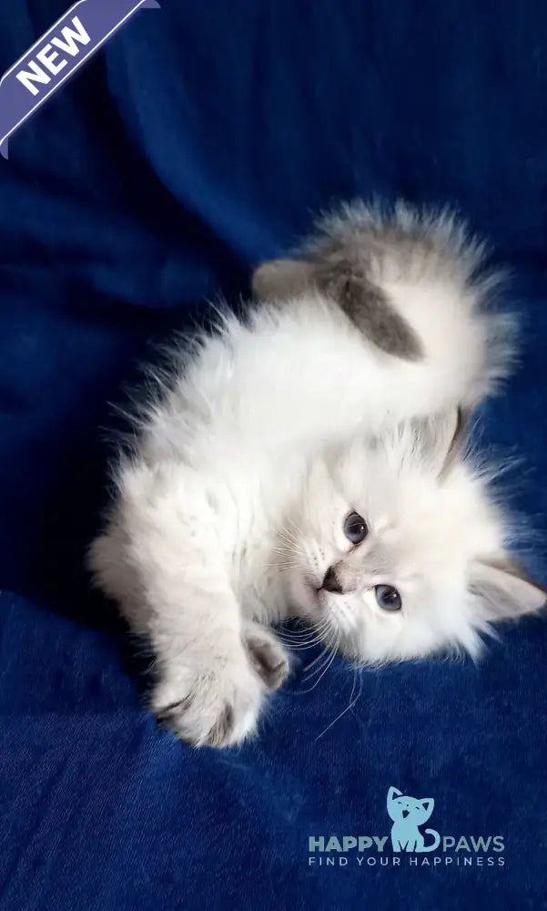 Larion Siberian male seal tabby pointed live animals