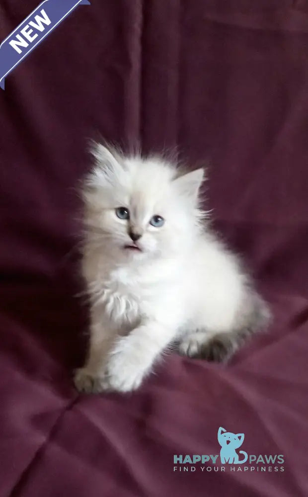 Larion Siberian male seal tabby pointed live animals