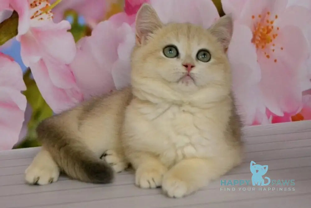 Larri British Shorthair male black golden chinchilla live animals