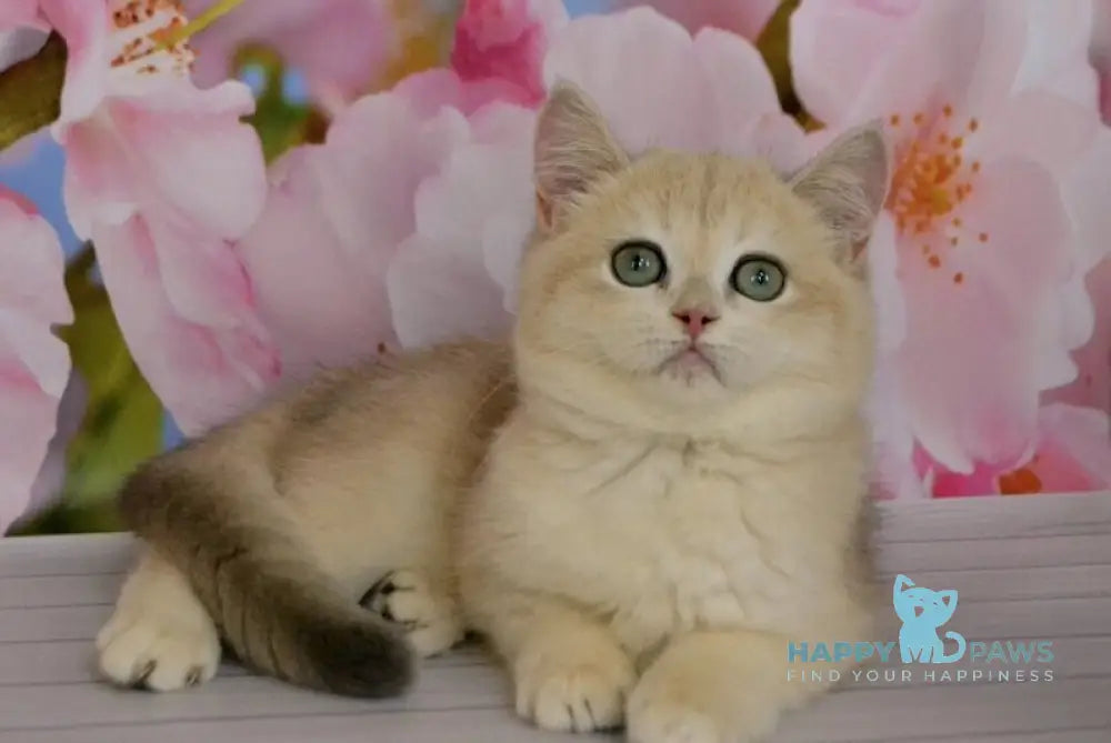 Larri British Shorthair male black golden chinchilla live animals