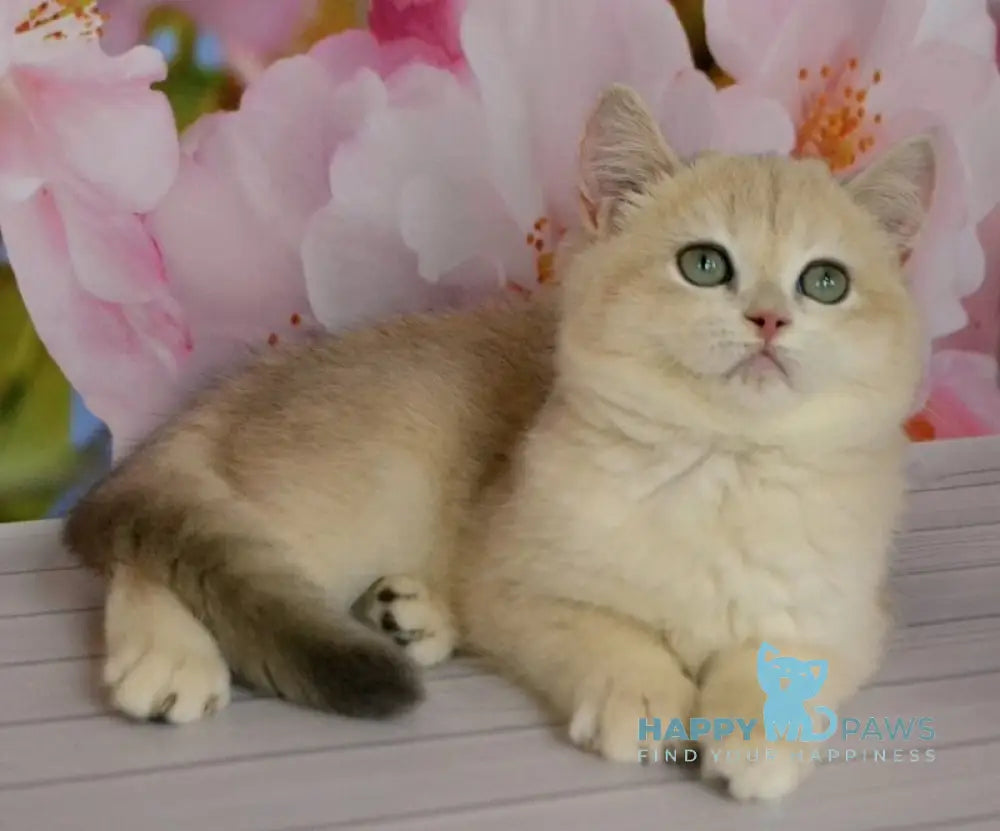 Larri British Shorthair male black golden chinchilla live animals