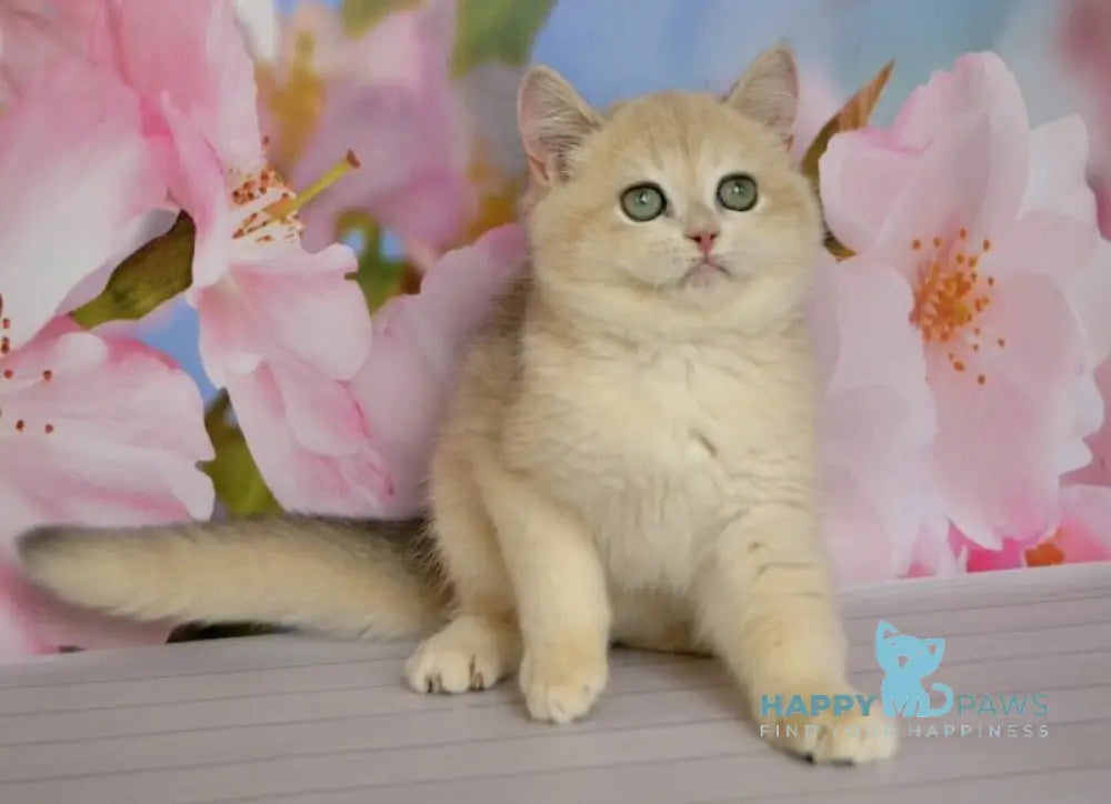 Larri British Shorthair male black golden chinchilla live animals