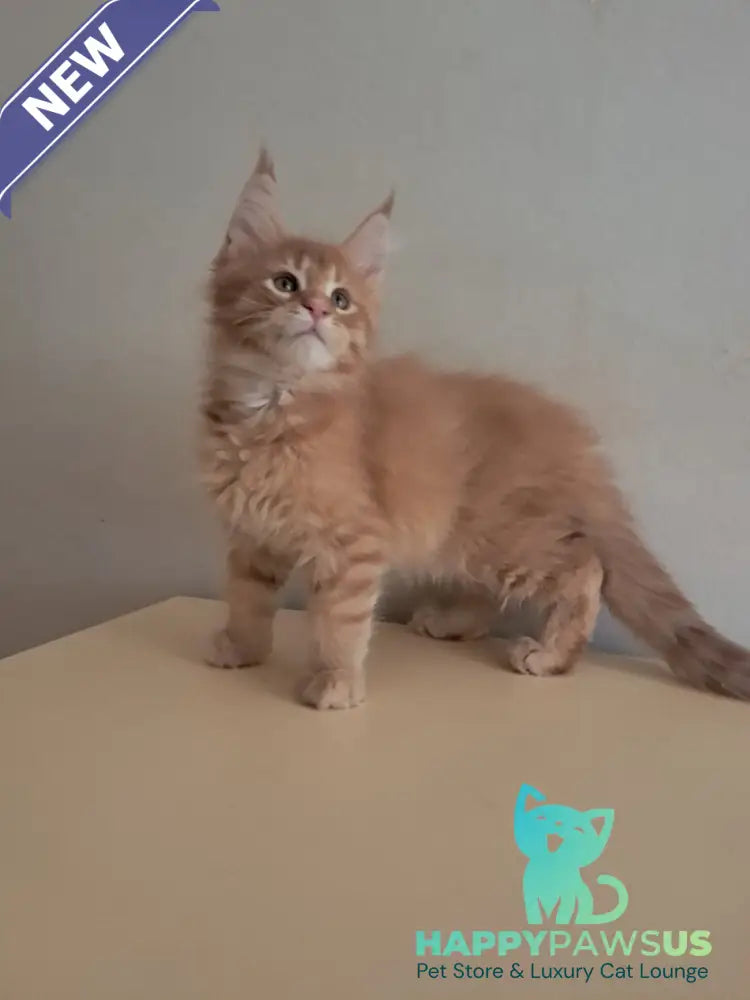 Larri Maine Coon male red silver spotted tabby - live animals