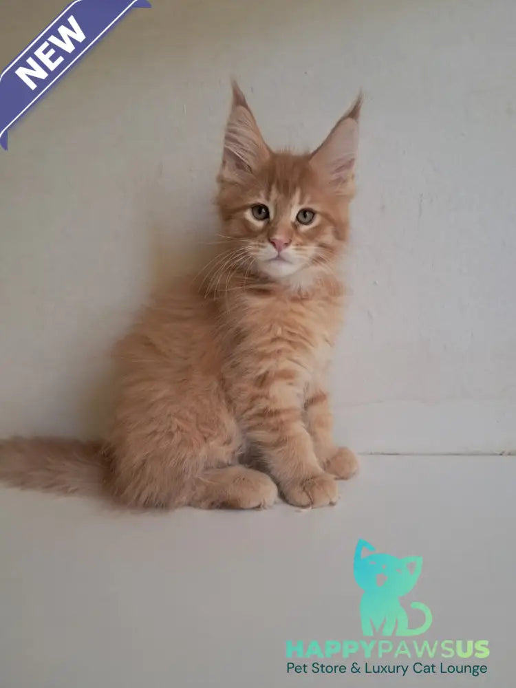 Larri Maine Coon male red silver spotted tabby - live animals