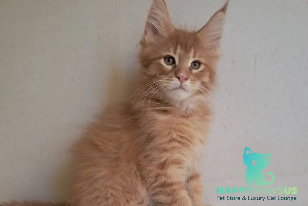 Larri Maine Coon male red silver spotted tabby - live animals