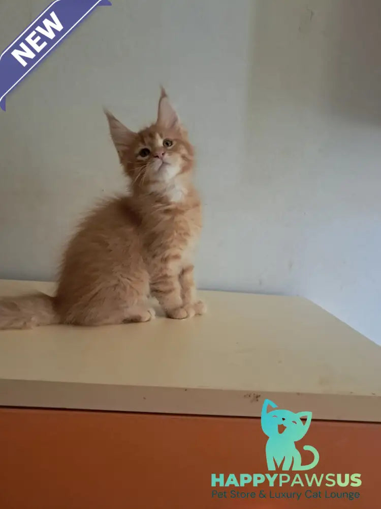 Larri Maine Coon male red silver spotted tabby - live animals
