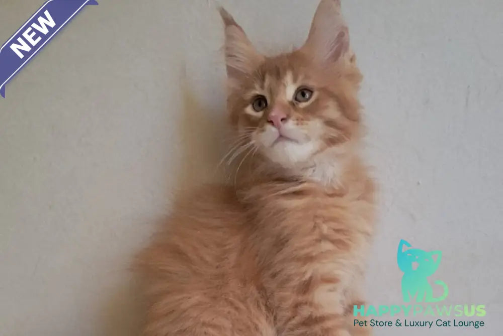 Larri Maine Coon male red silver spotted tabby - live animals