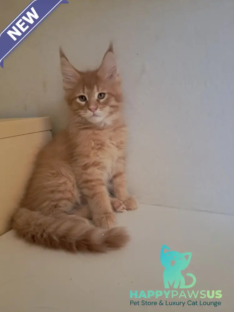 Larri Maine Coon male red silver spotted tabby - live animals