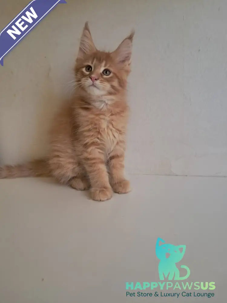 Larri Maine Coon male red silver spotted tabby - live animals