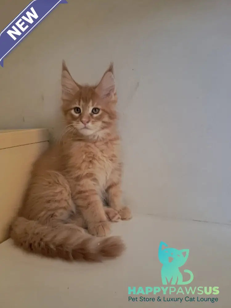 Larri Maine Coon male red silver spotted tabby - live animals