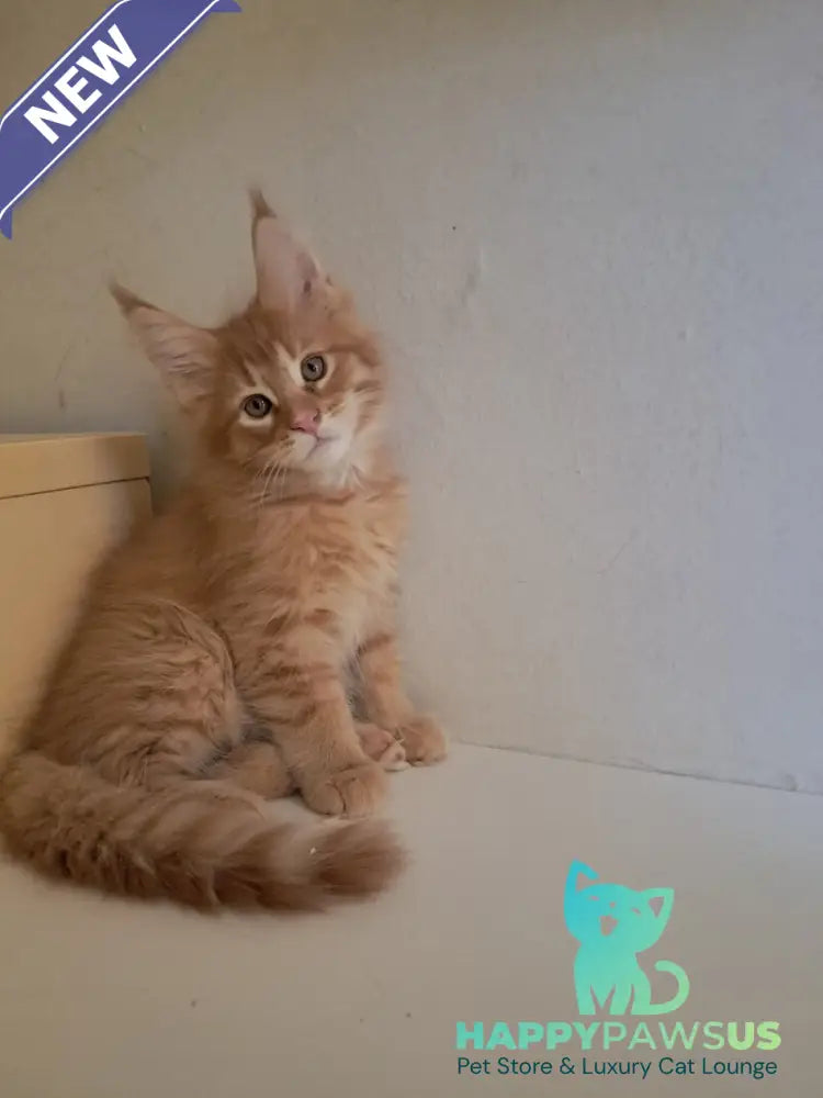 Larri Maine Coon male red silver spotted tabby - live animals