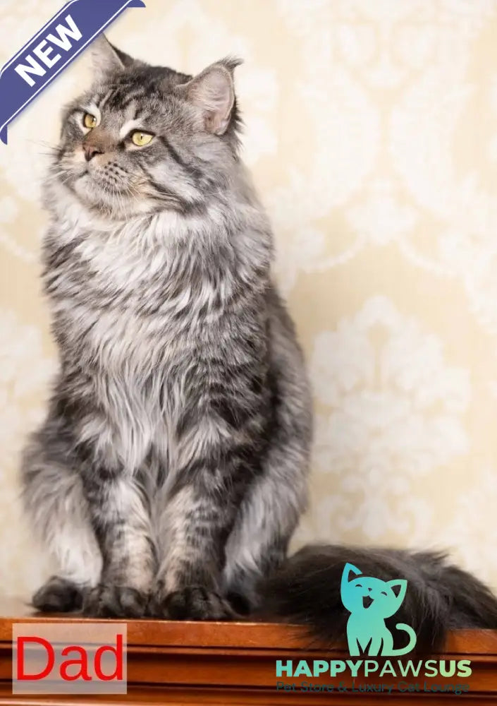 Larri Maine Coon male red silver spotted tabby - live animals