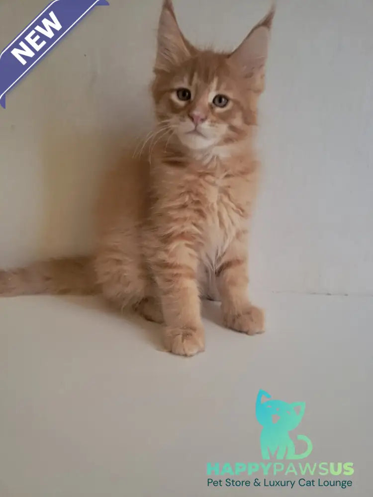 Larri Maine Coon male red silver spotted tabby - live animals