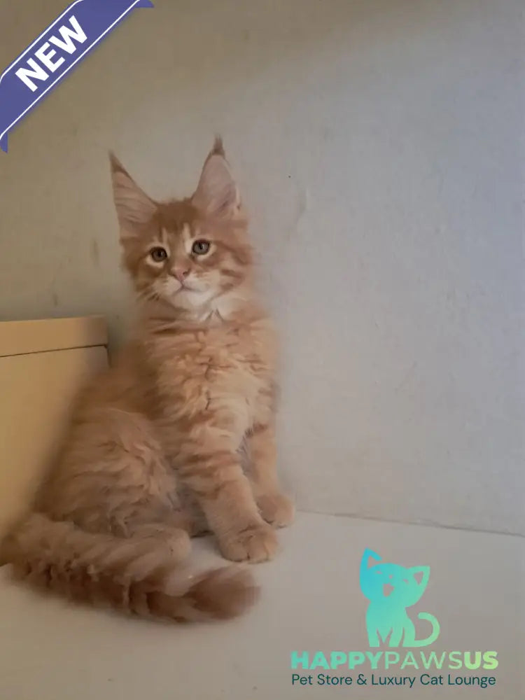 Larri Maine Coon male red silver spotted tabby - live animals