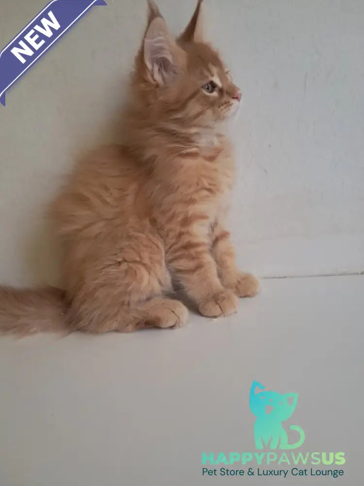 Larri Maine Coon male red silver spotted tabby - live animals