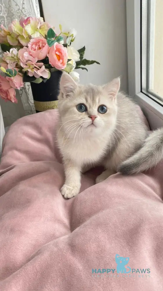 Larry British Shorthair male blue golden shaded live animals