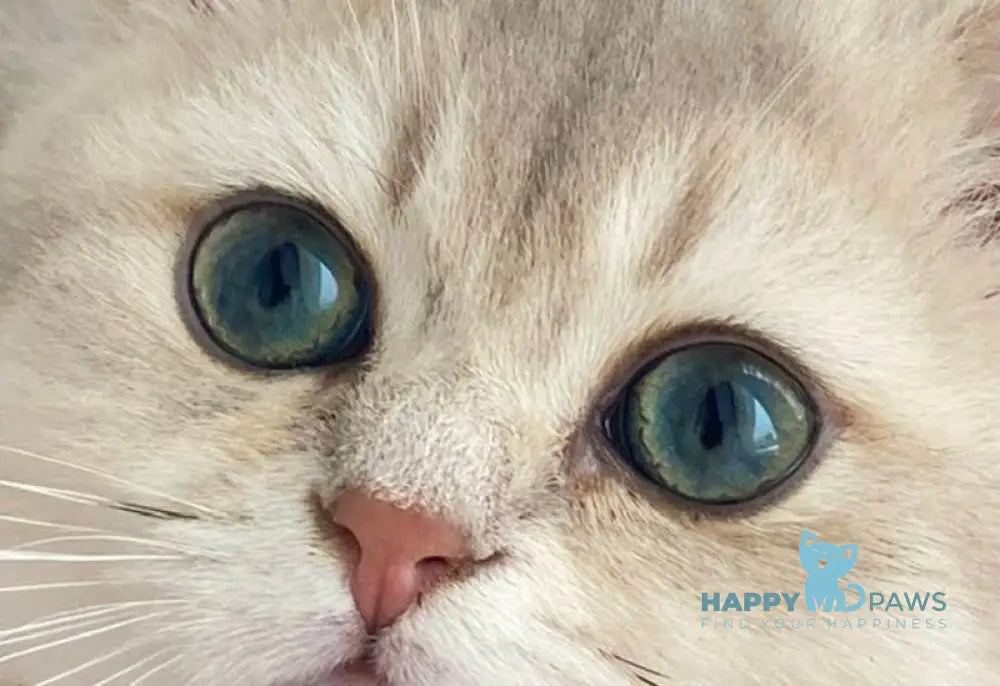 Larry British Shorthair male blue golden shaded live animals