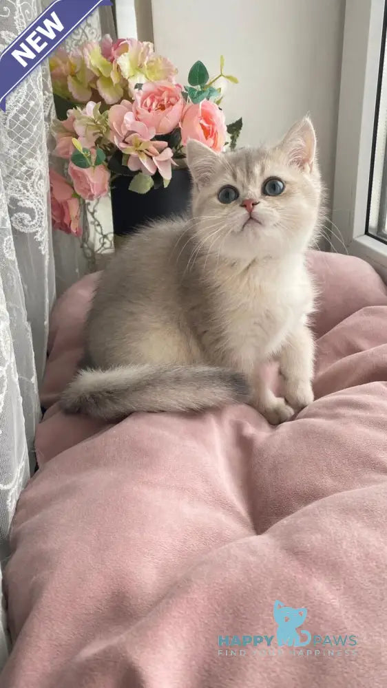 Larry British Shorthair male blue golden shaded live animals