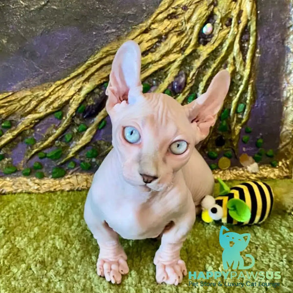 Larry Dwelf male blue bicolour pointed - live animals