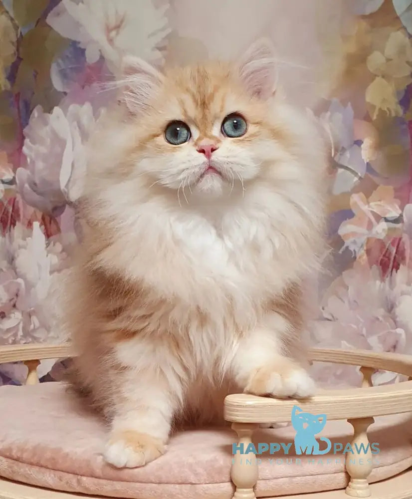 Larsik British Longhair male chocolate golden tabby live animals