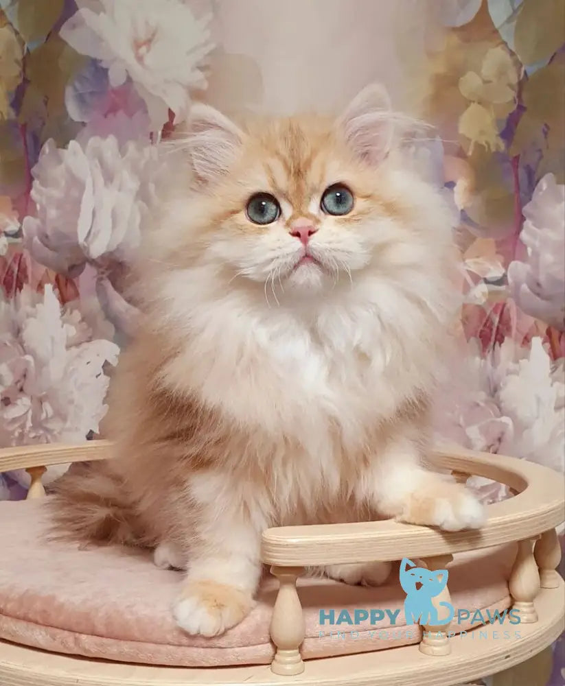 Larsik British Longhair male chocolate golden tabby live animals