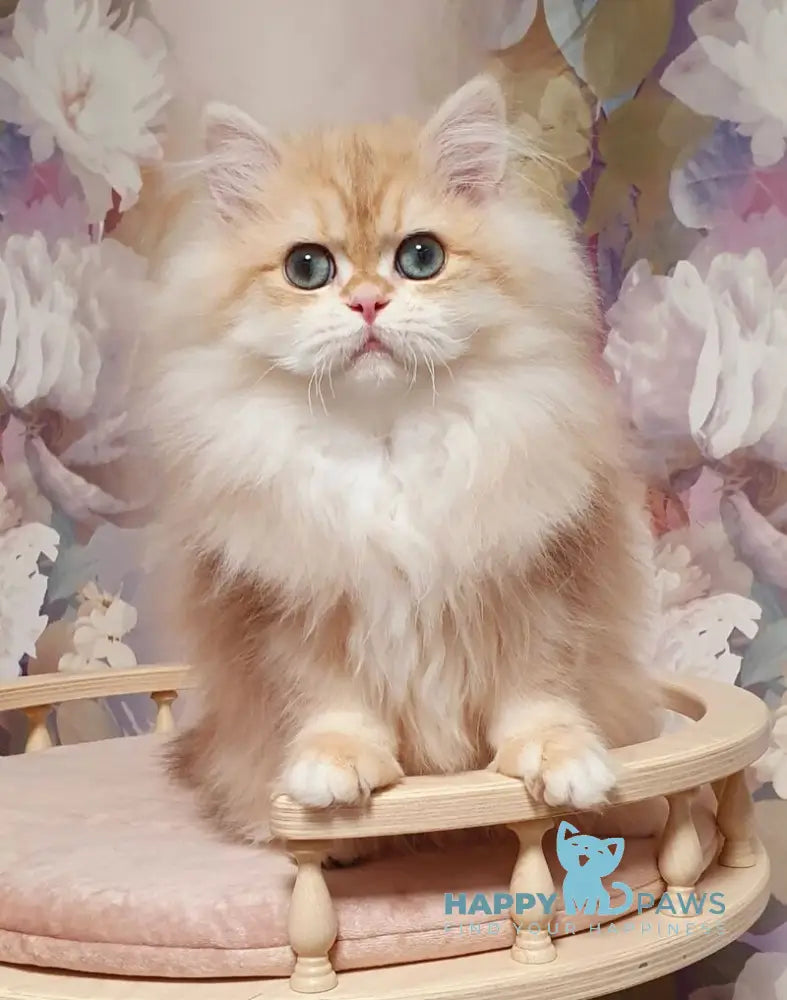 Larsik British Longhair male chocolate golden tabby live animals