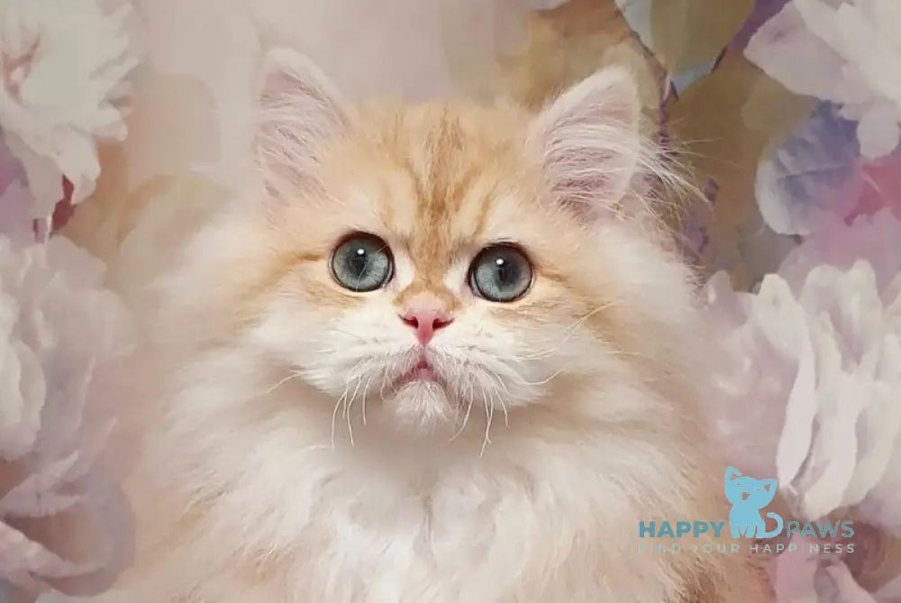 Larsik British Longhair male chocolate golden tabby live animals