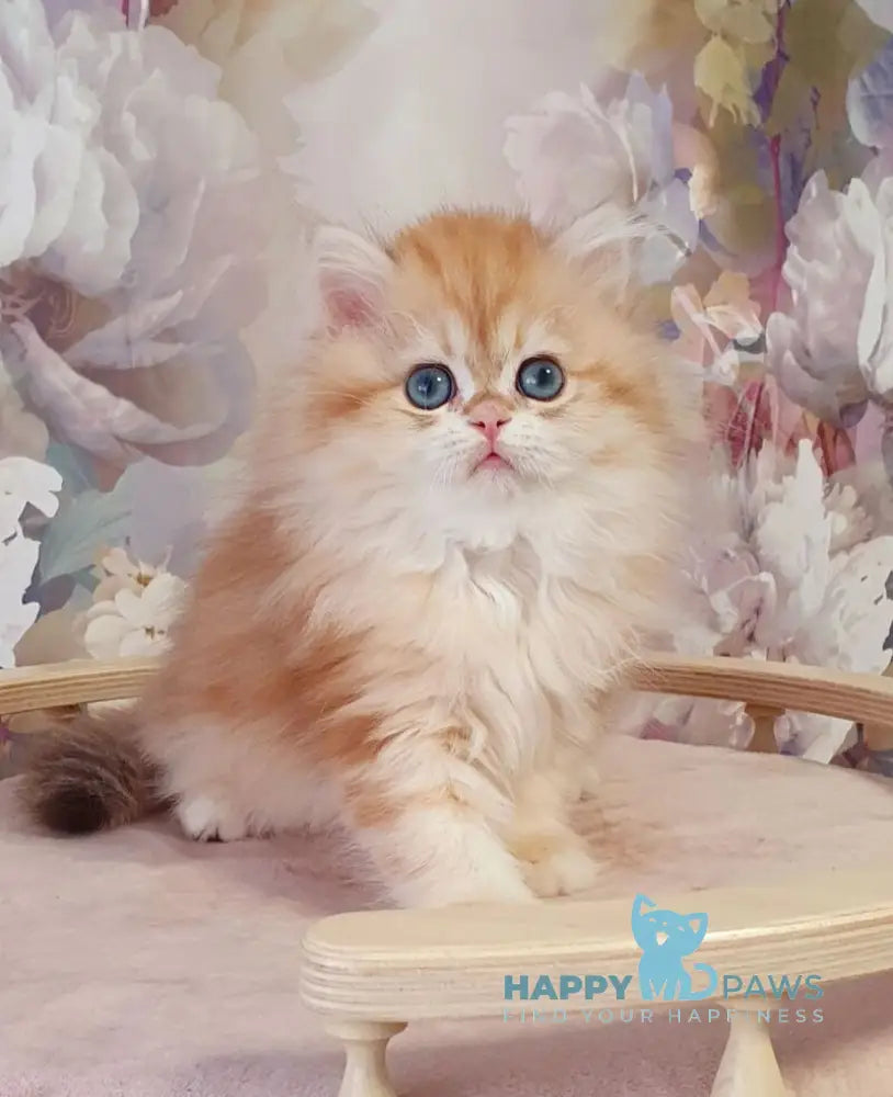 Larsik British Longhair male chocolate golden tabby live animals