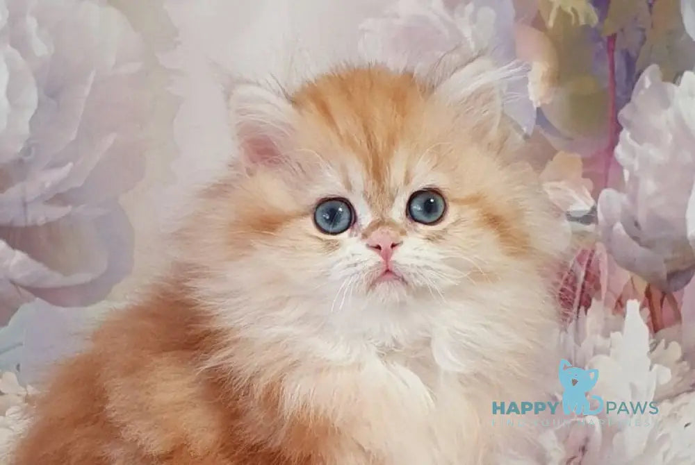 Larsik British Longhair male chocolate golden tabby live animals