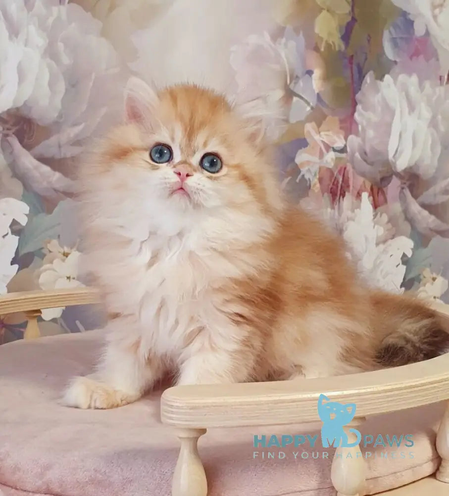 Larsik British Longhair male chocolate golden tabby live animals