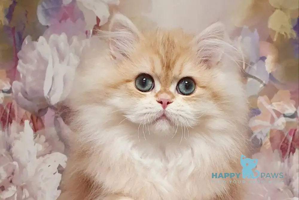 Larsik British Longhair male chocolate golden tabby live animals