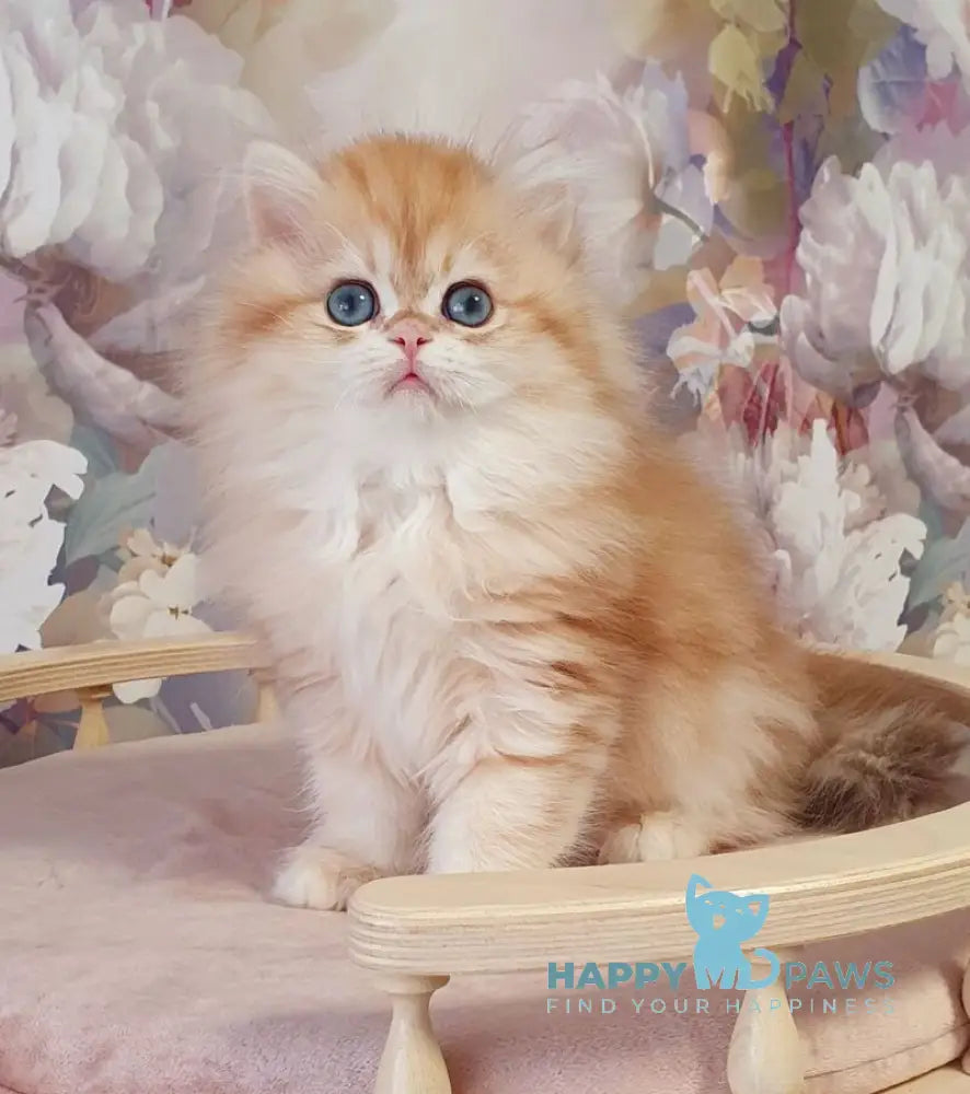 Larsik British Longhair male chocolate golden tabby live animals