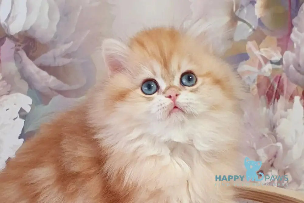 Larsik British Longhair male chocolate golden tabby live animals