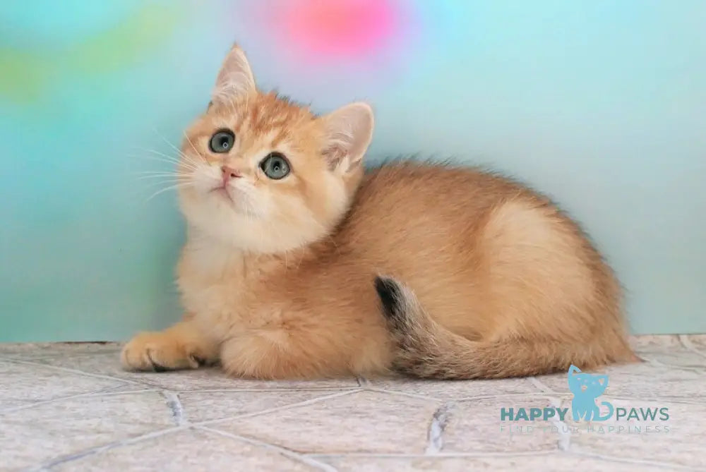 Larson British Shorthair male black golden chinchilla live animals