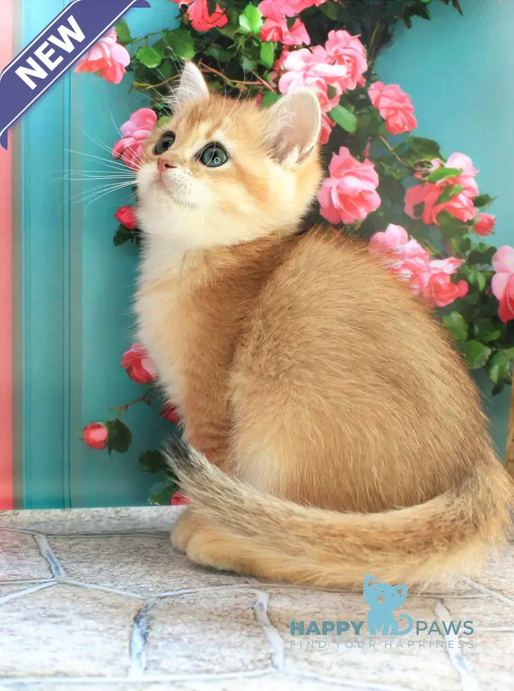 Larson British Shorthair male black golden chinchilla live animals