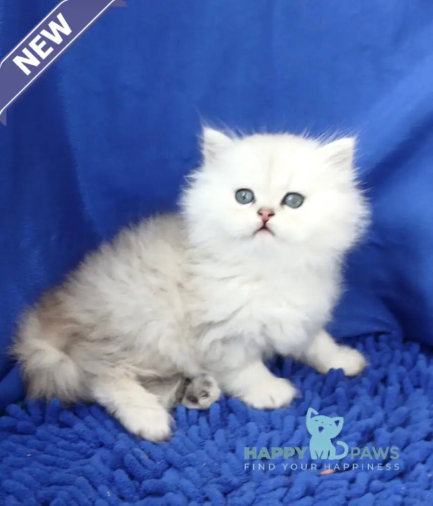 Lary Persian male black silver shaded live animals