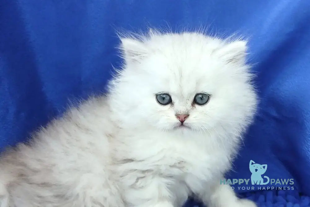 Lary Persian male black silver shaded live animals