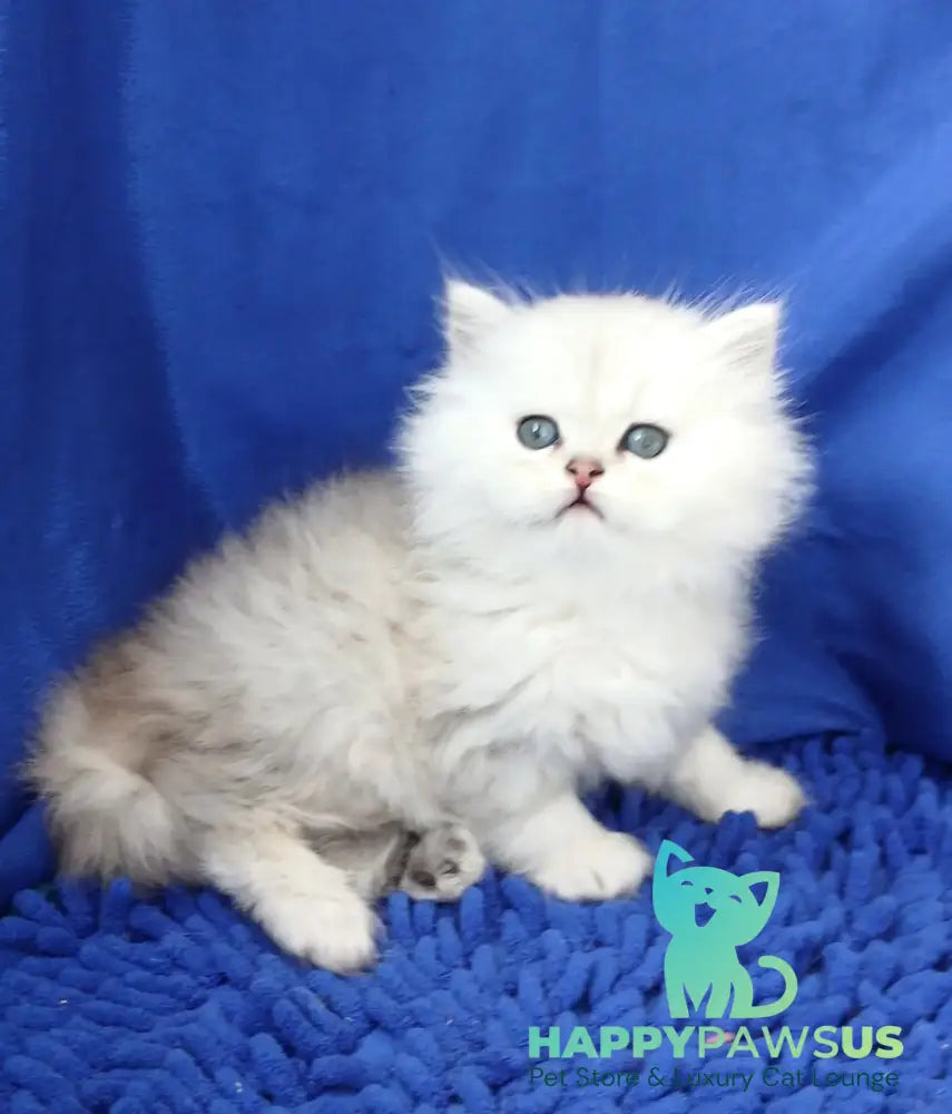 Lary Persian male black silver shaded live animals