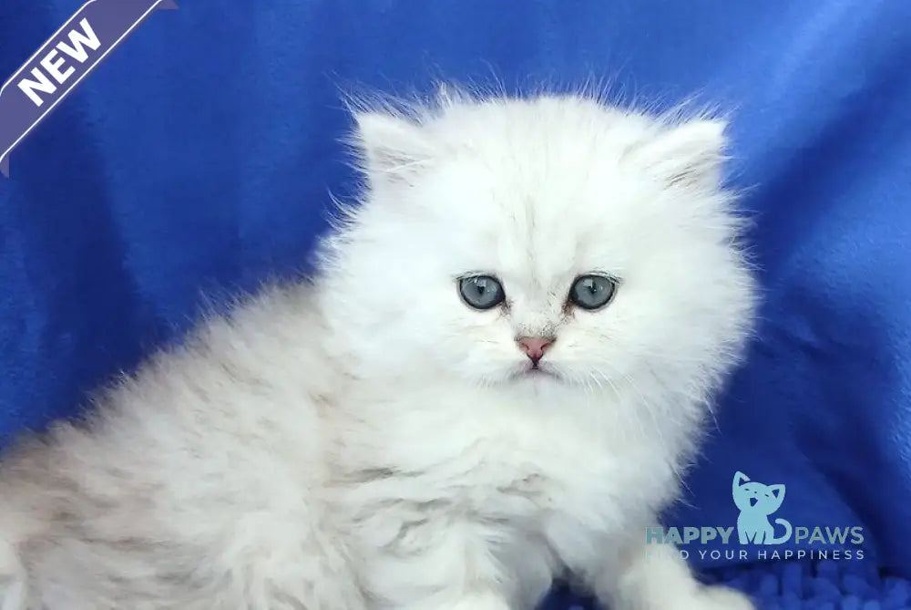 Lary Persian male black silver shaded live animals