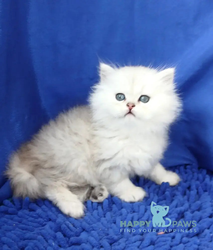 Lary Persian male black silver shaded live animals