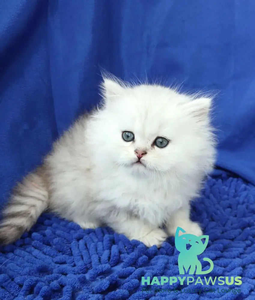 Lary Persian male black silver shaded live animals