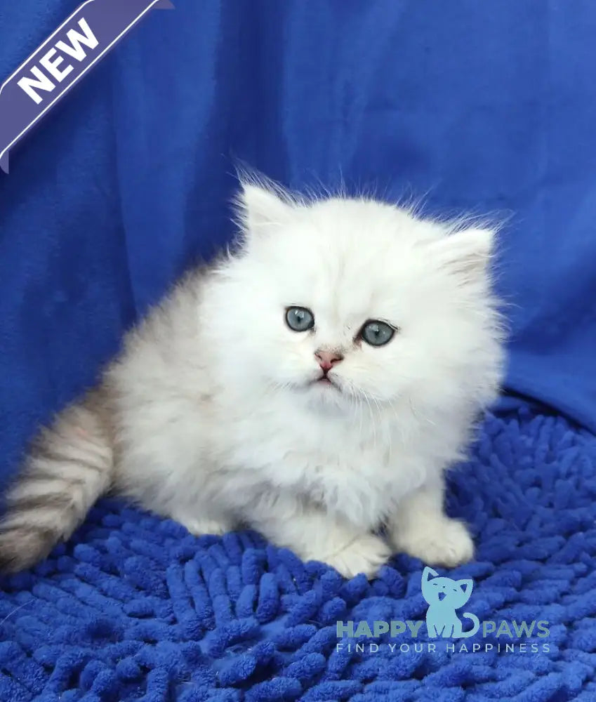 Lary Persian male black silver shaded live animals