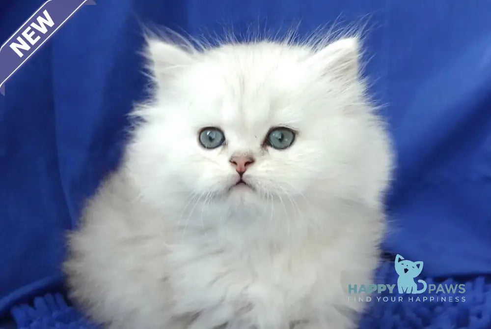Lary Persian male black silver shaded live animals