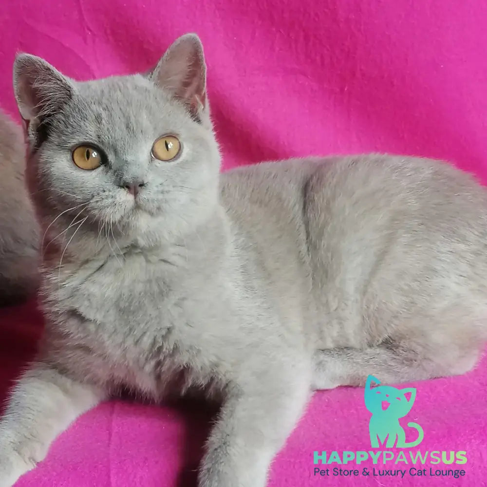 Laska British Shorthair female lilac tortie - live animals