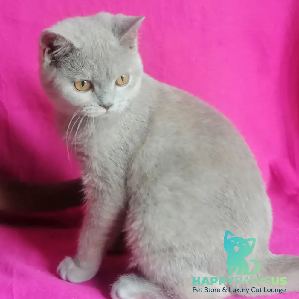 Laska British Shorthair female lilac tortie - live animals