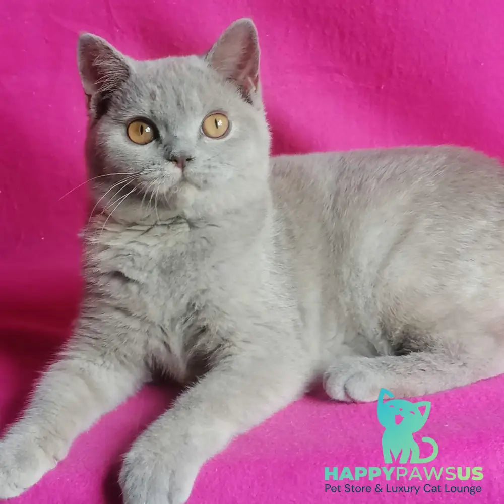 Laska British Shorthair female lilac tortie - live animals